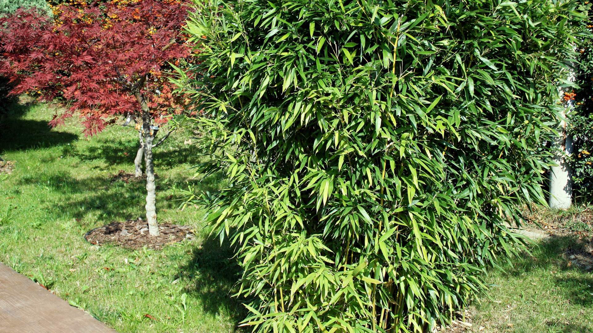 Is bamboo the new Japanese knotweed? Empire Lettings & Property